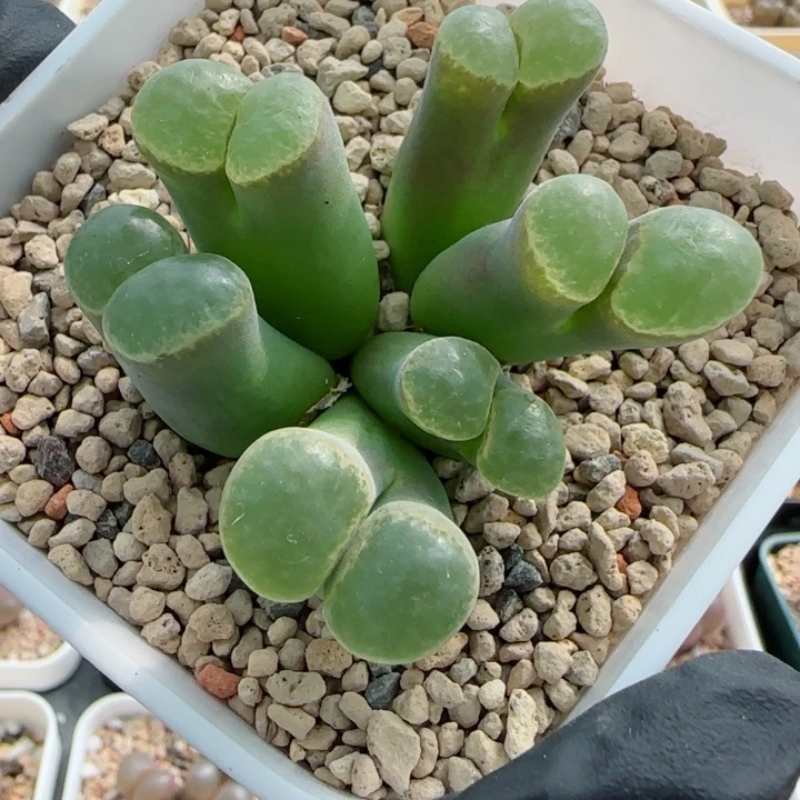 多肉植物母本风铃84号