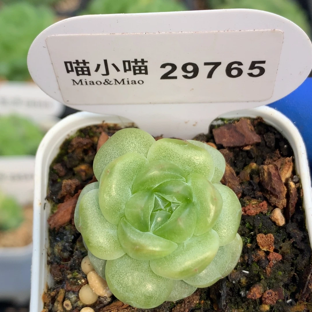 多肉植物杂交珍妮