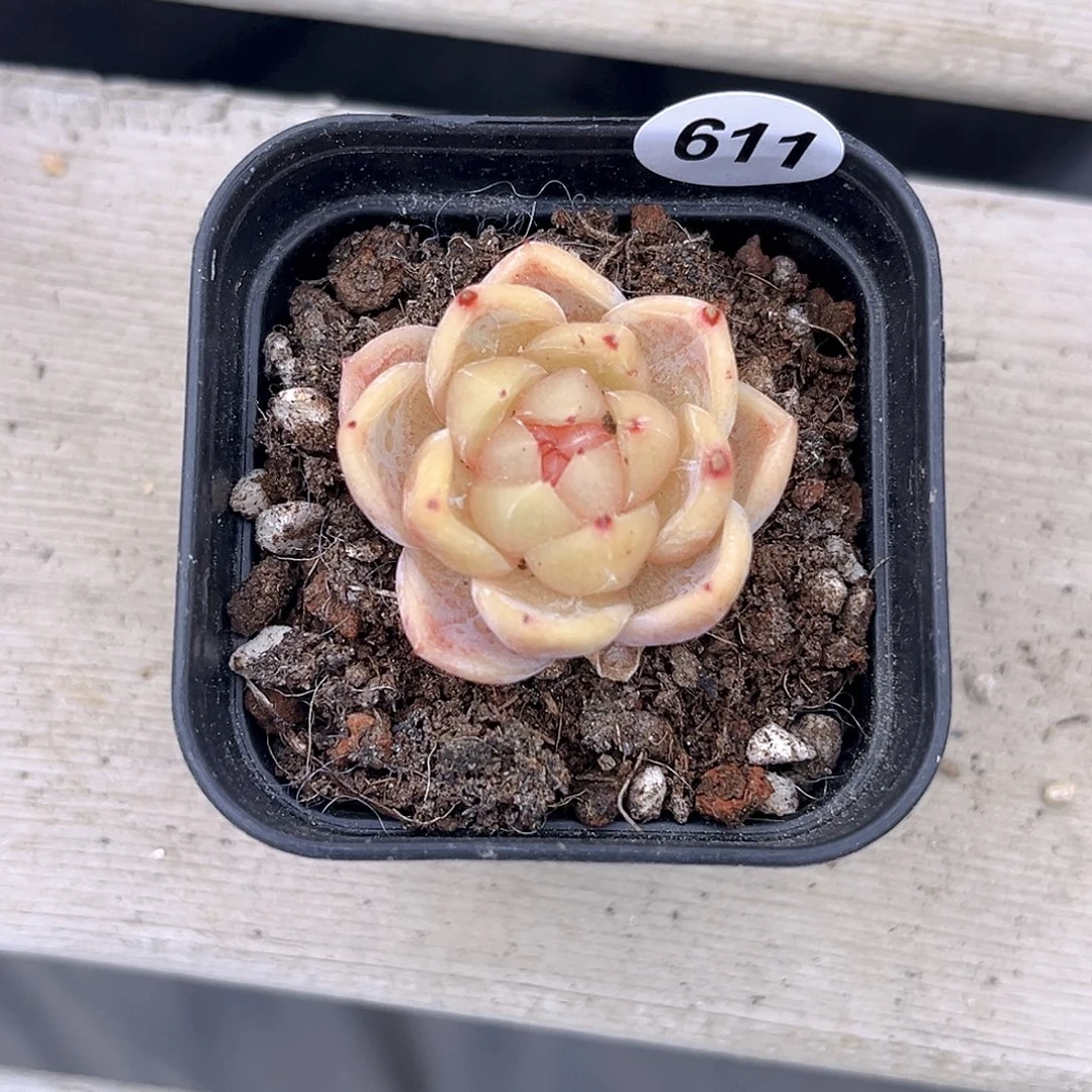 611一物一拍孤品多肉