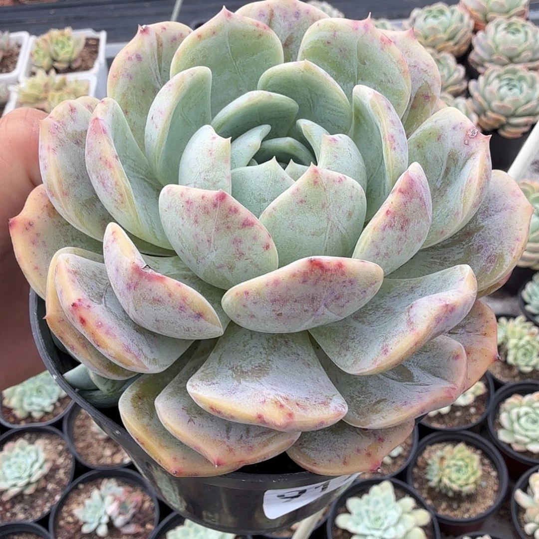 917十一公分劳林满20包邮