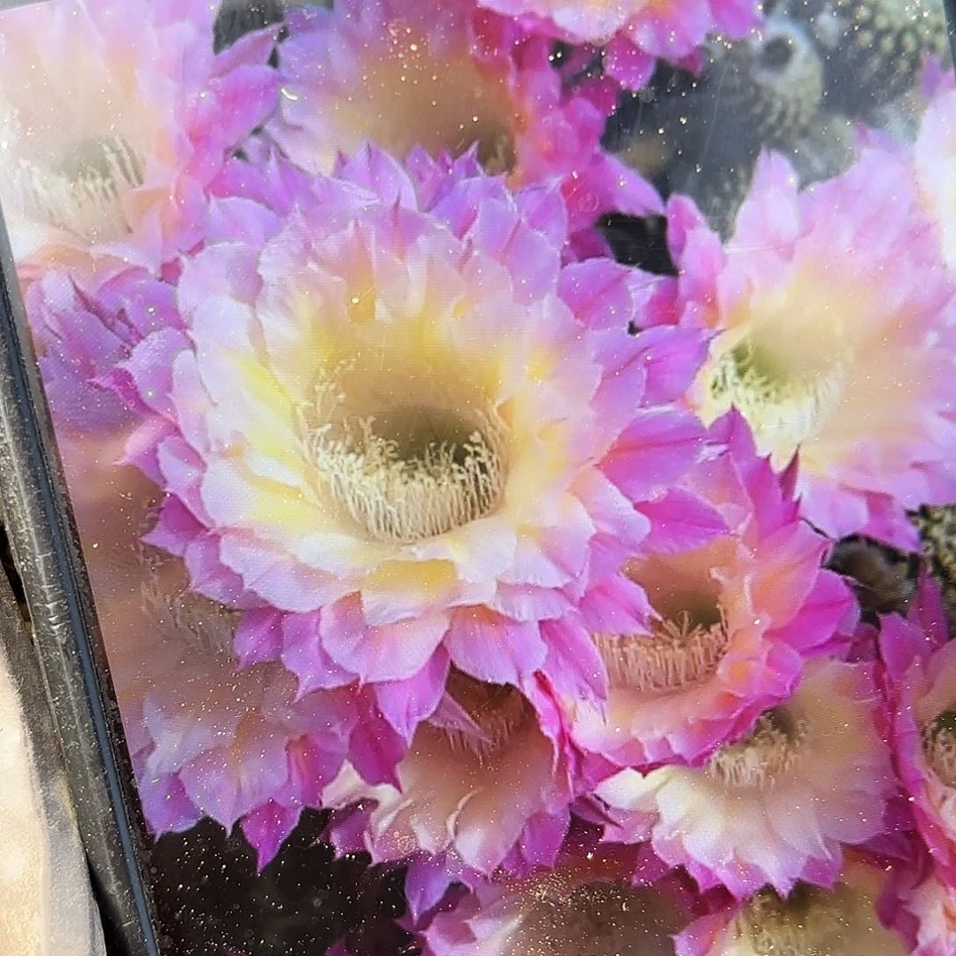 马丙彩侧牙20包邮