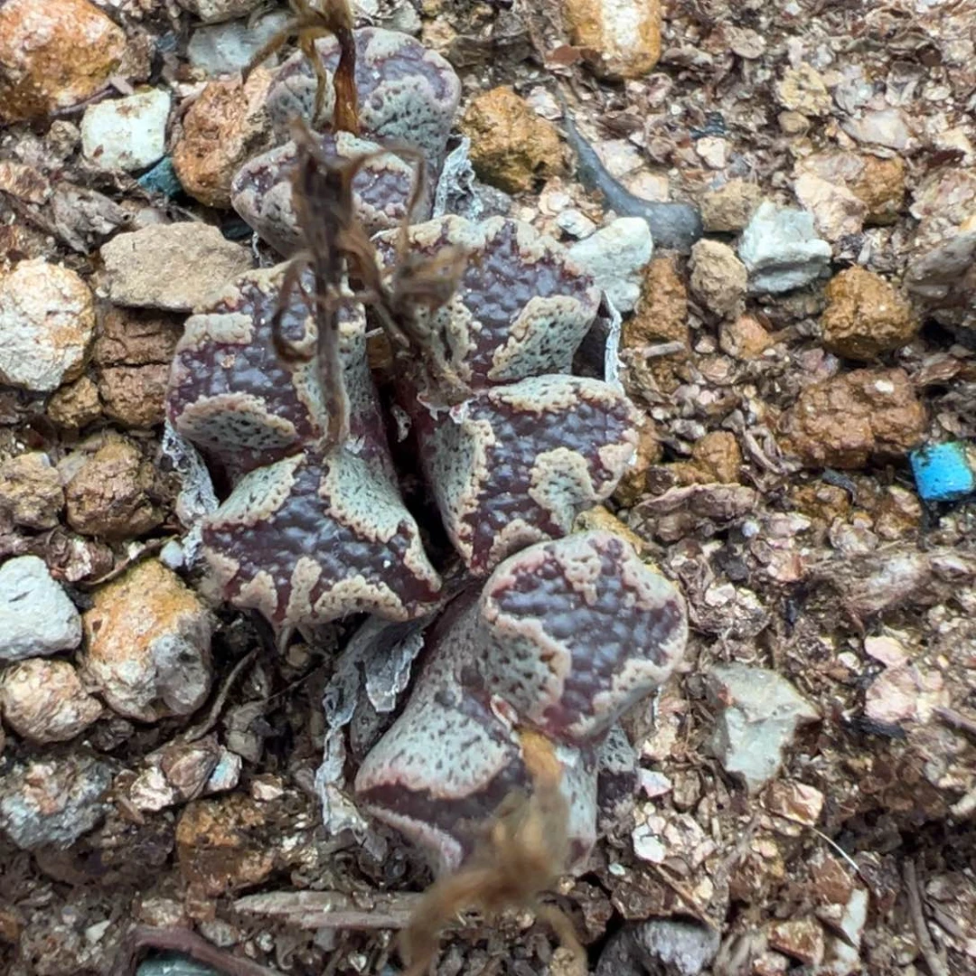 11-128肉锥多肉植物