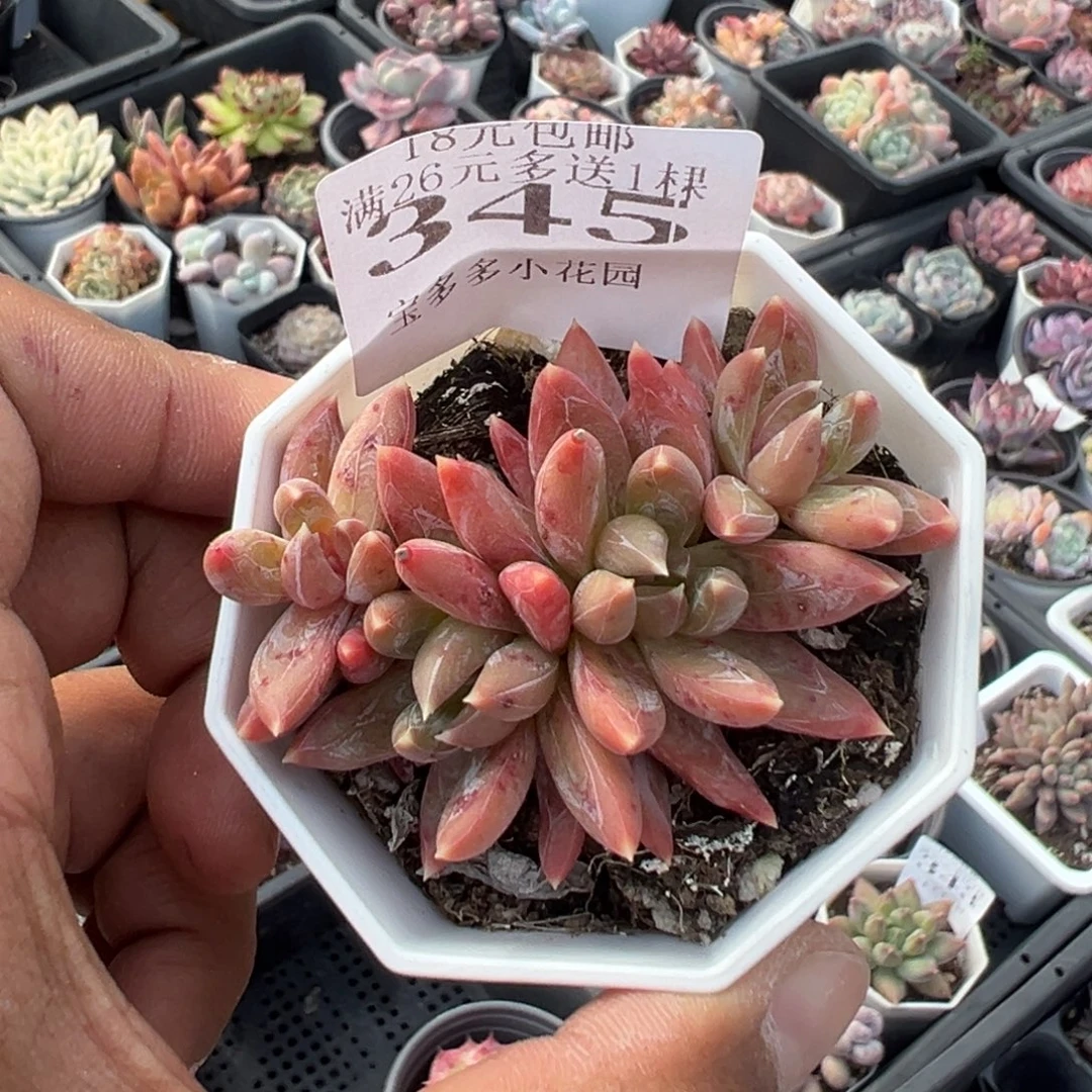 345号水晶蟹爪一物一拍满18包邮