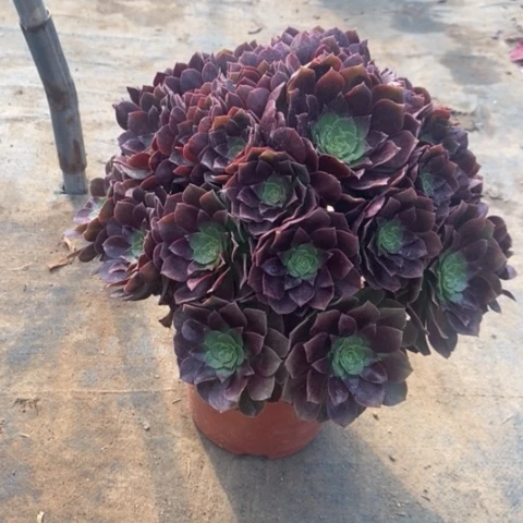 赤焰莲多肉植物003