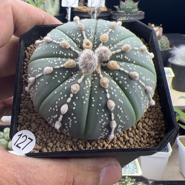 连心兜一物一拍默认脱土发
