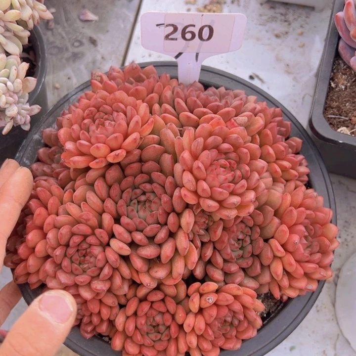 健健康康平平安安