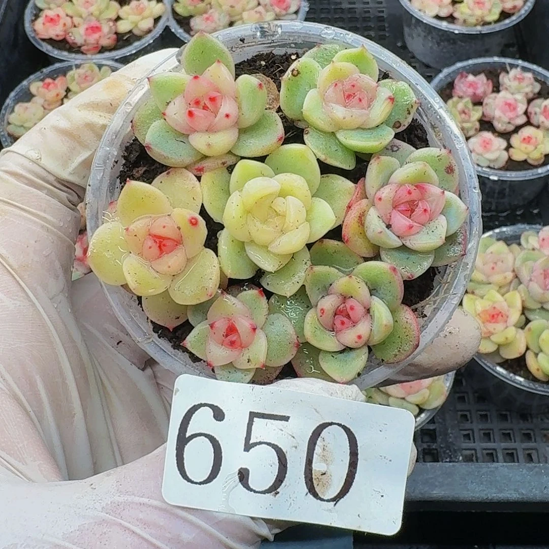 多肉植物多肉植物650