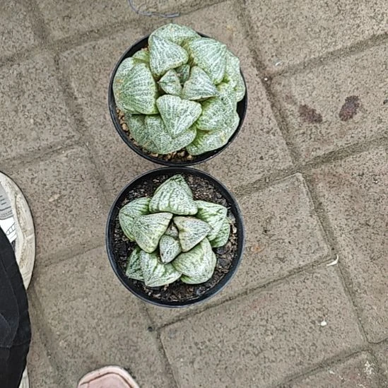 翡翠白银，银皇各一颗