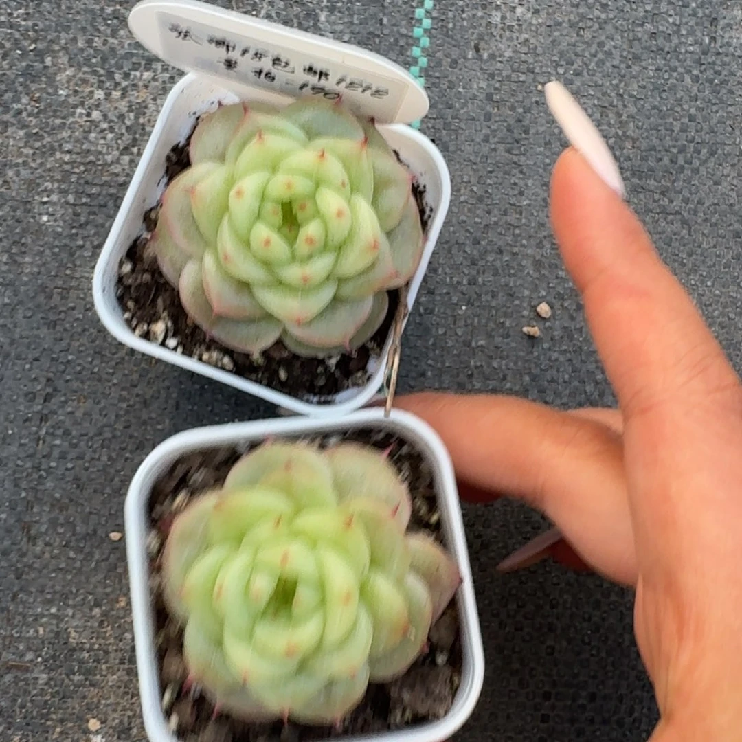 1212-190-冰肌玉骨一颗量拍