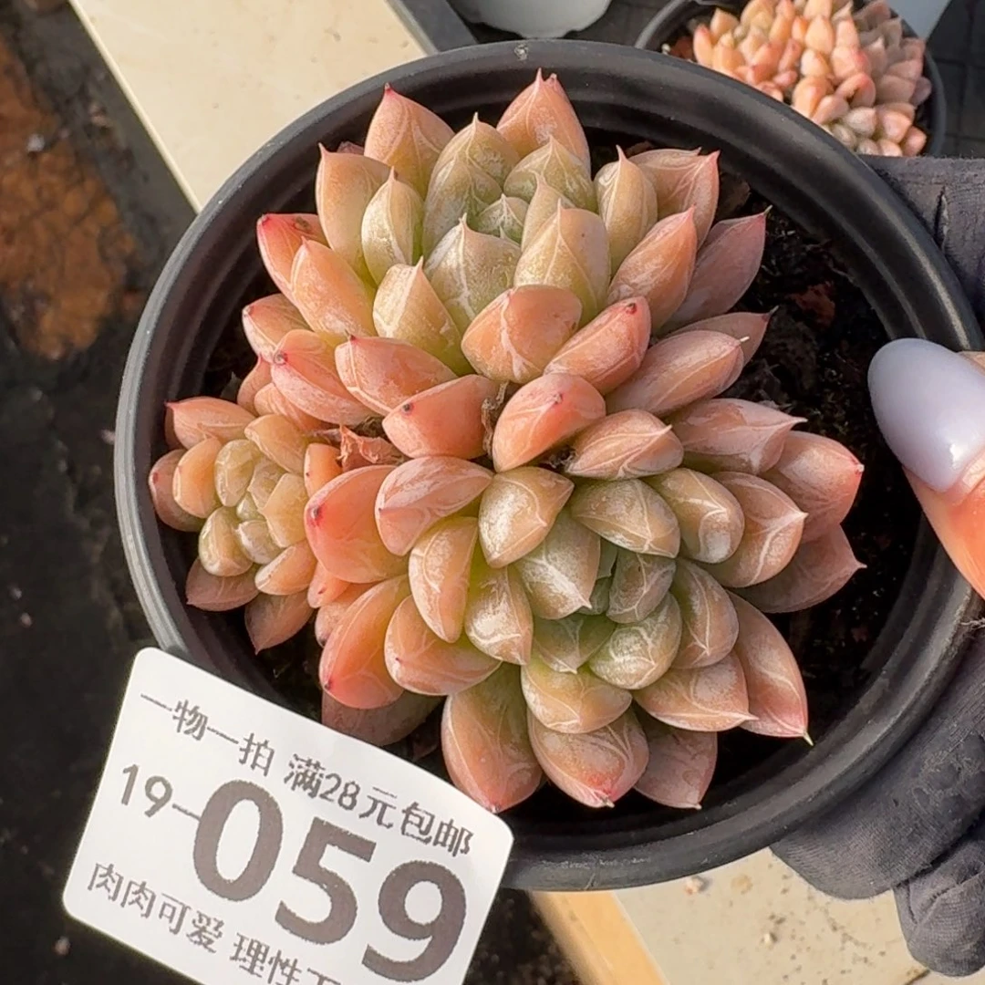 爱莎无盆土发货无