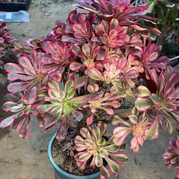 香奈儿27多肉植物法师法师