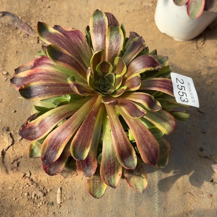 欧佳丽多肉法师2553