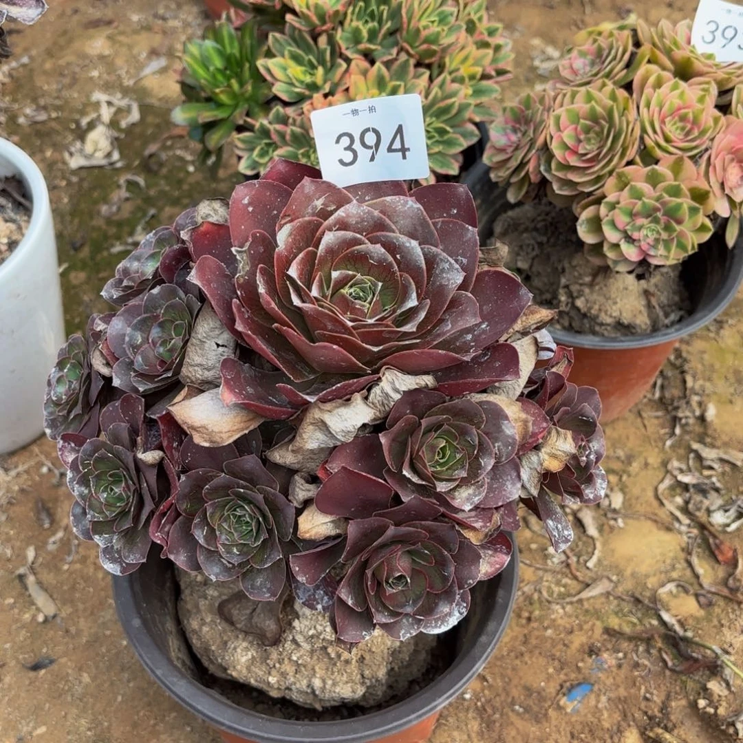 魅金玫瑰一物一拍394五号捧