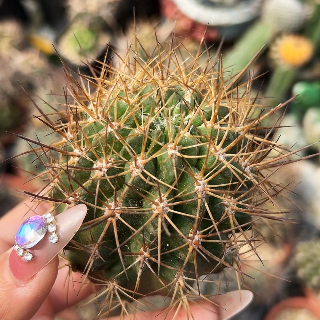 极光有根仙人球666666