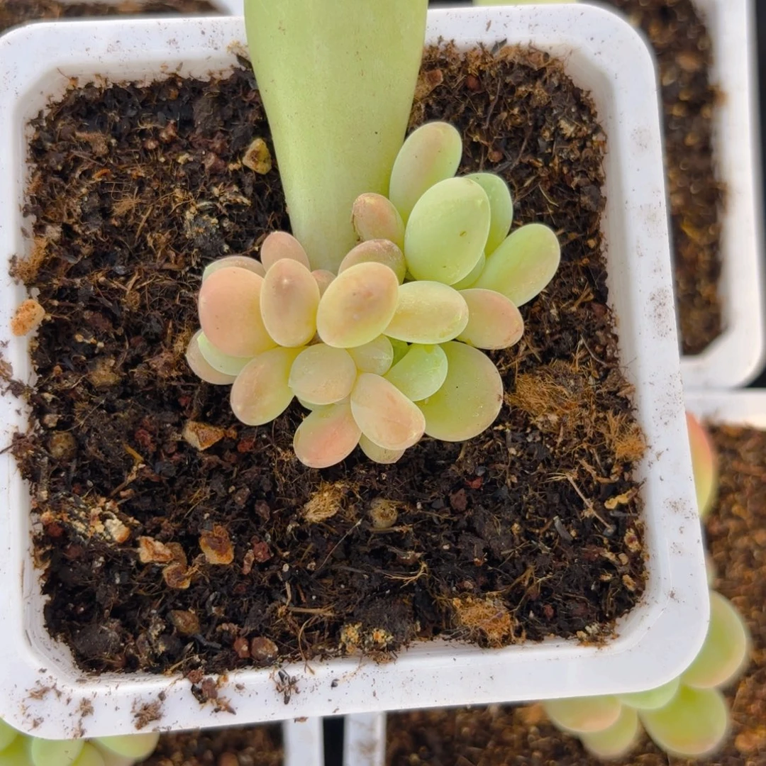 库克小群一物一拍发货