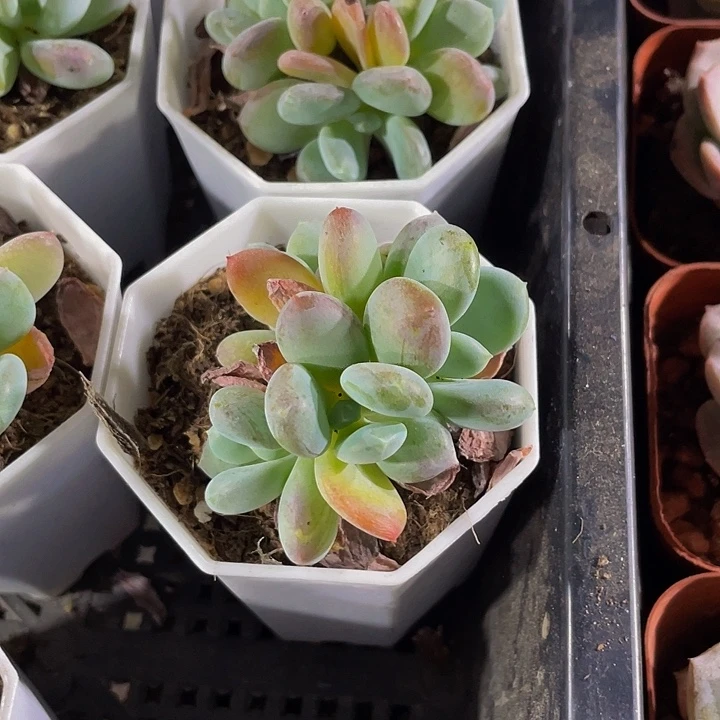 香蕉美人带盆土发货