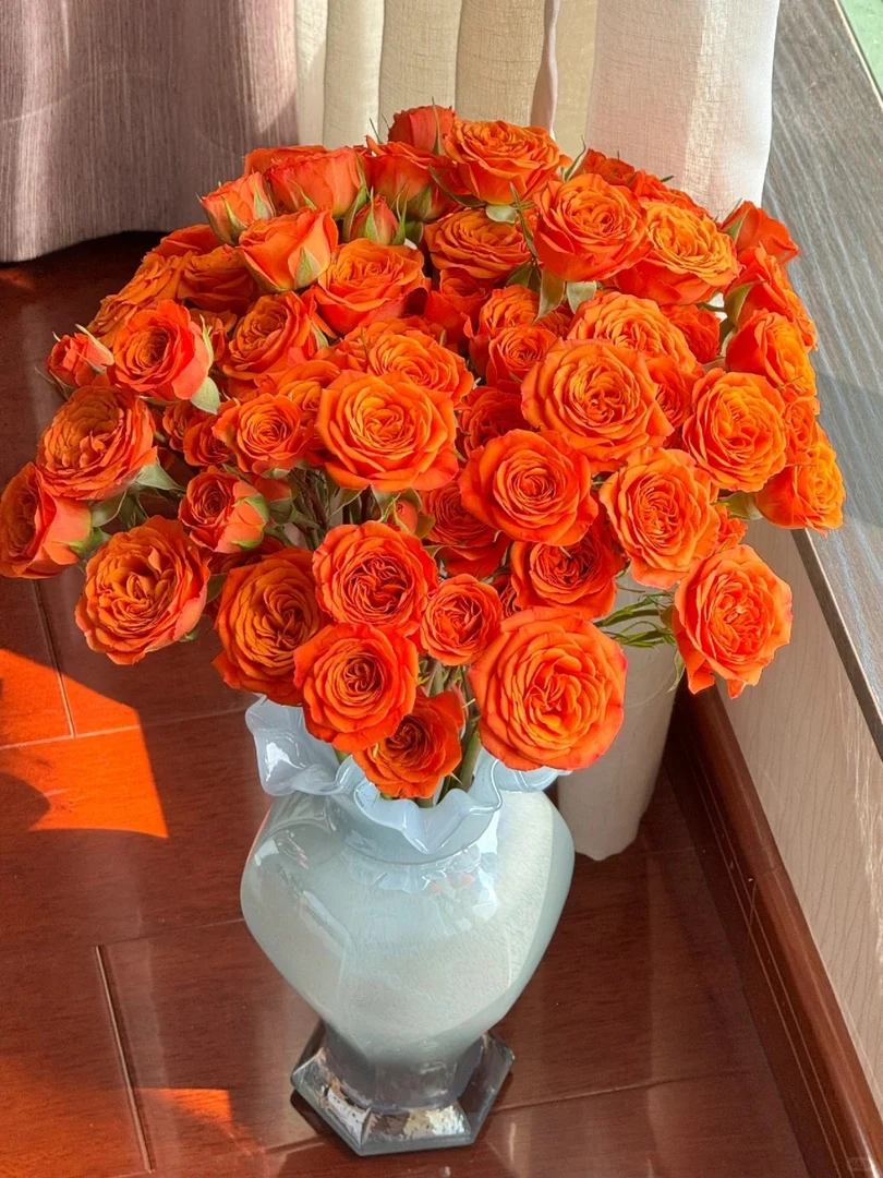 【橙色芭比多头玫瑰】斗南鲜花云南直发玫瑰鲜花两单包邮A