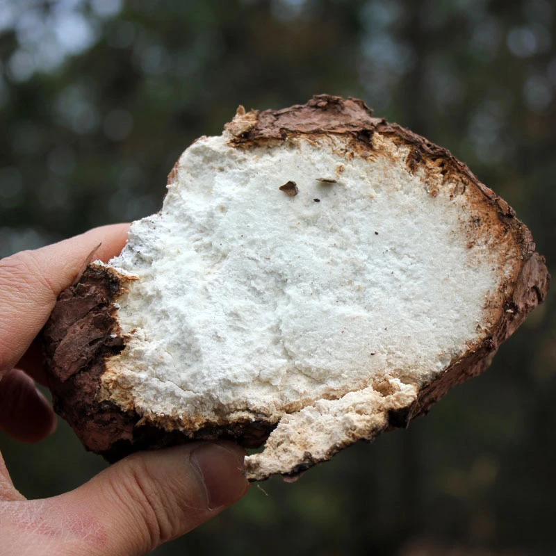 米粒甄选★云南山货土特产★带皮茯苓