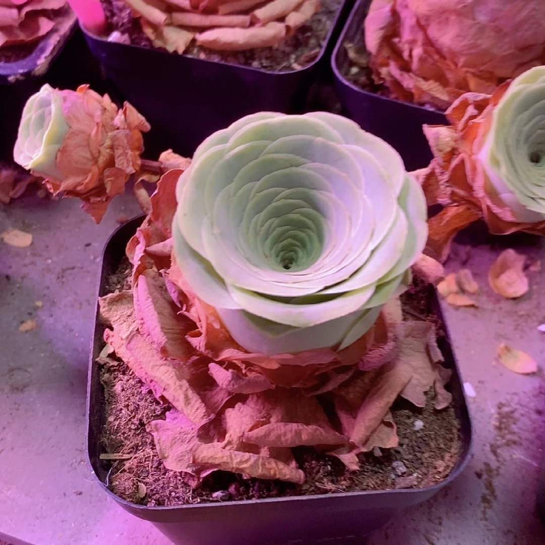 @***࿐山地玫瑰一物一拍334lh