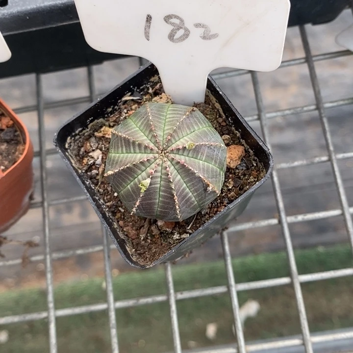 紫**香伯克利和格蕾纳等著名音乐