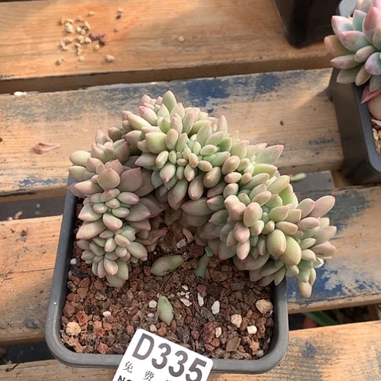 桃花源缀化335 亏本处理退款拉黑7-8天发货