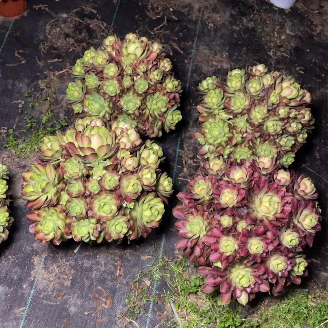 韶华健健康康快快乐乐