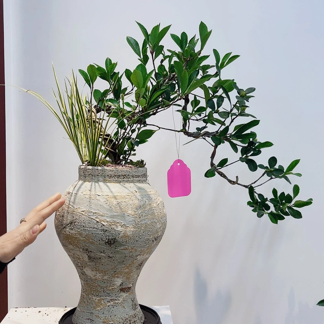 高端绿植一物一拍