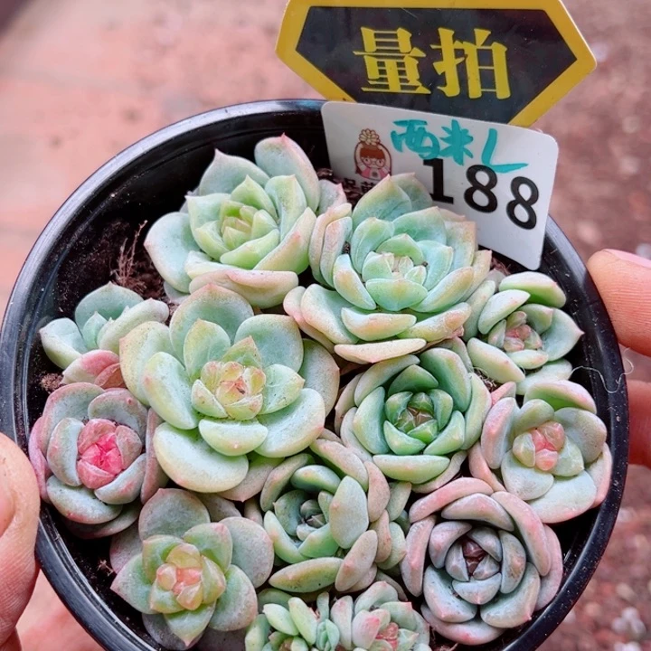 多肉植物多肉植物