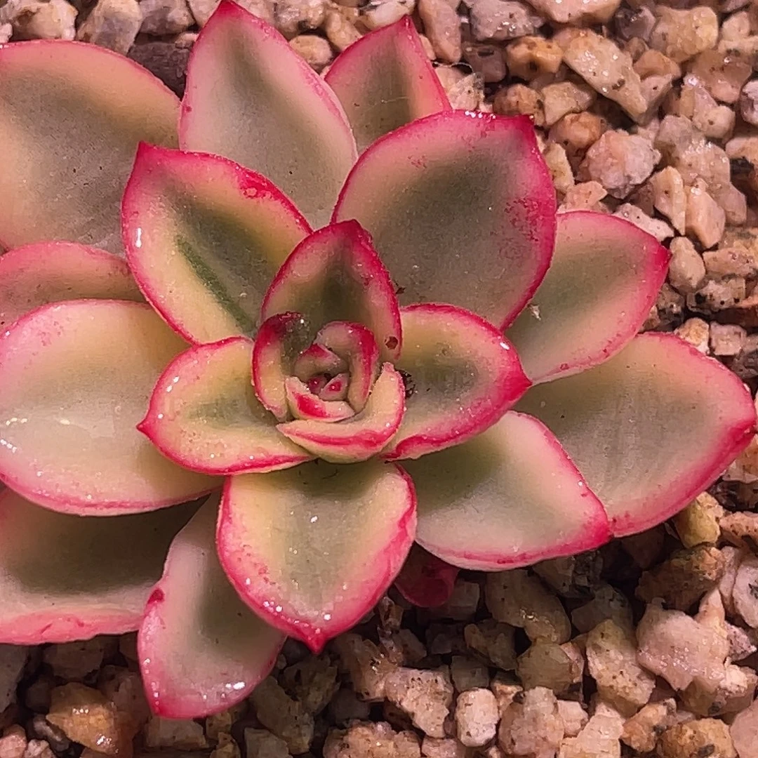 尚品园艺福利紫梦锦