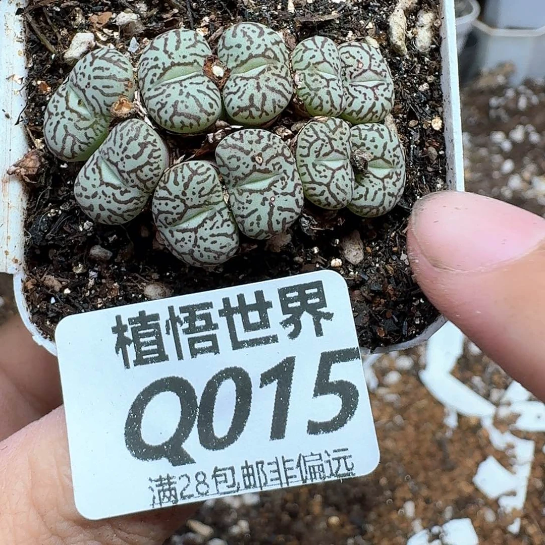 多肉植物的润泽fgh