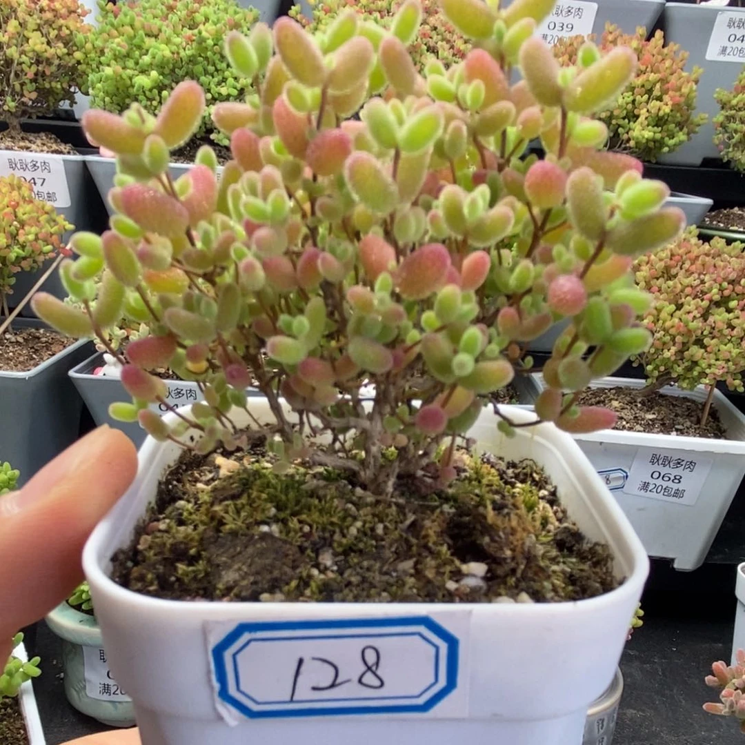D****?128号蜜橘糖球多肉