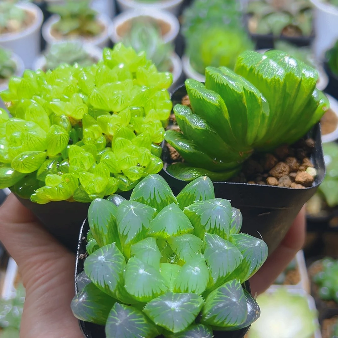 玉扇+帝王玉露+草水晶群