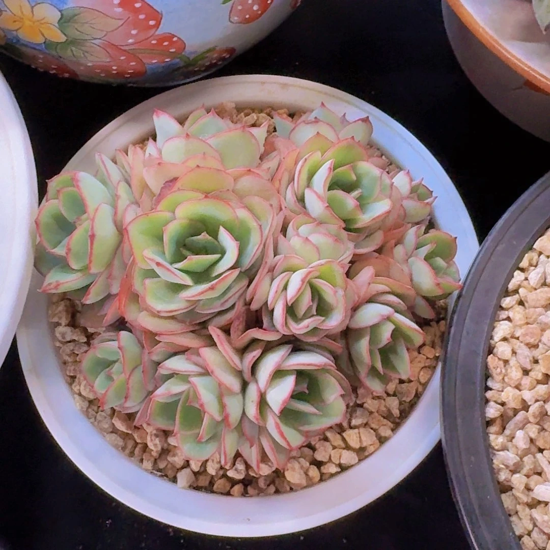 牡丹亭带盆98一物一拍