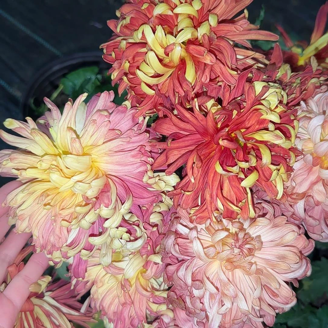 全部花朵F0000008
