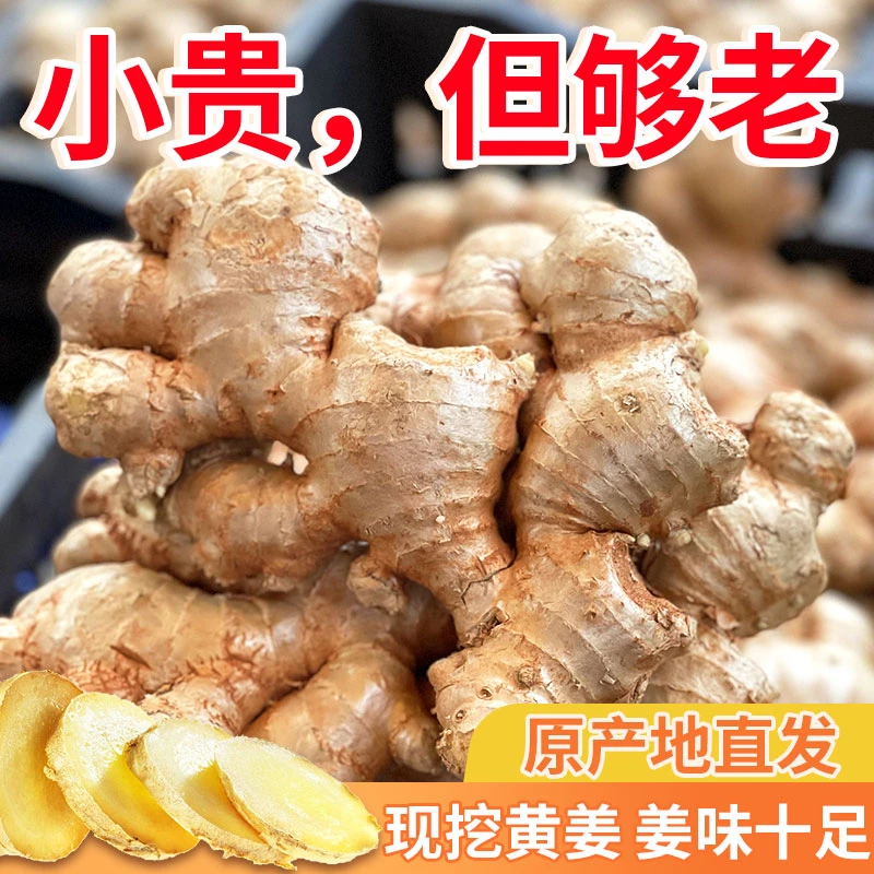 【现挖】云南大块黄姜老姜月子姜沙姜老黄姜辛辣高山现挖小黄姜生姜