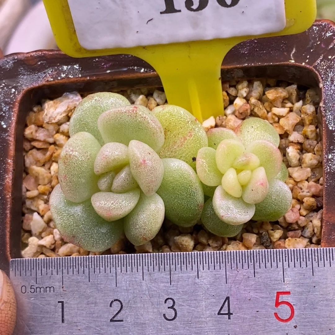 7150冰玉锦多肉…………