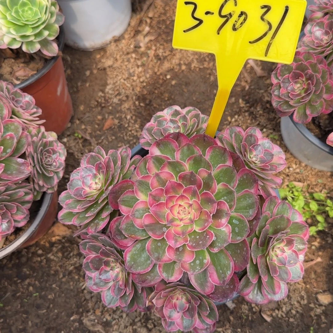 3-9031+++多头多肉植物