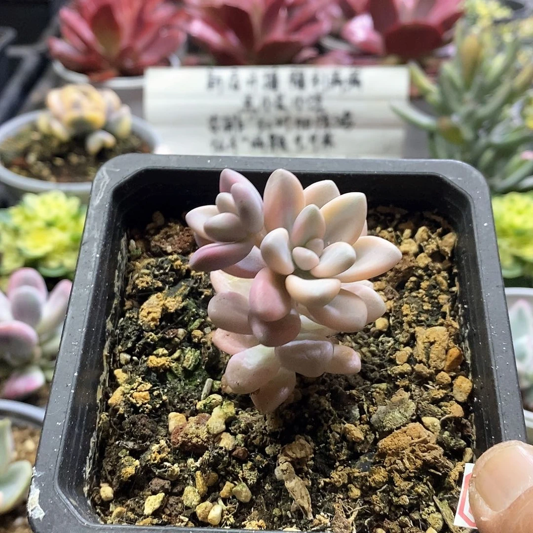 25105艾伦锦多肉植物