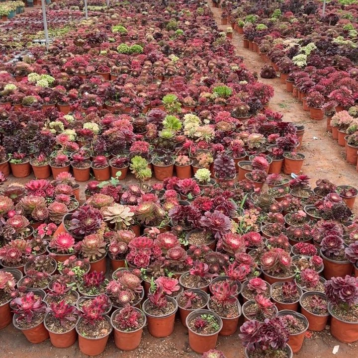 不同品种五颗发货