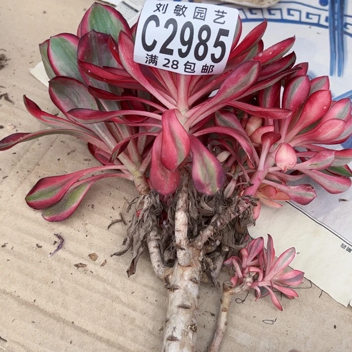 陌*2985无根多肉植物法师法师