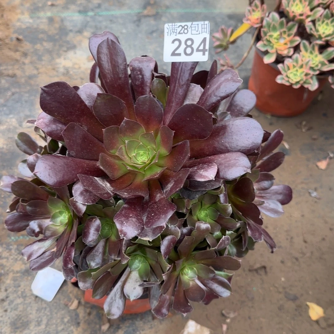 梅花博迪多肉284满28包邮断枝不包