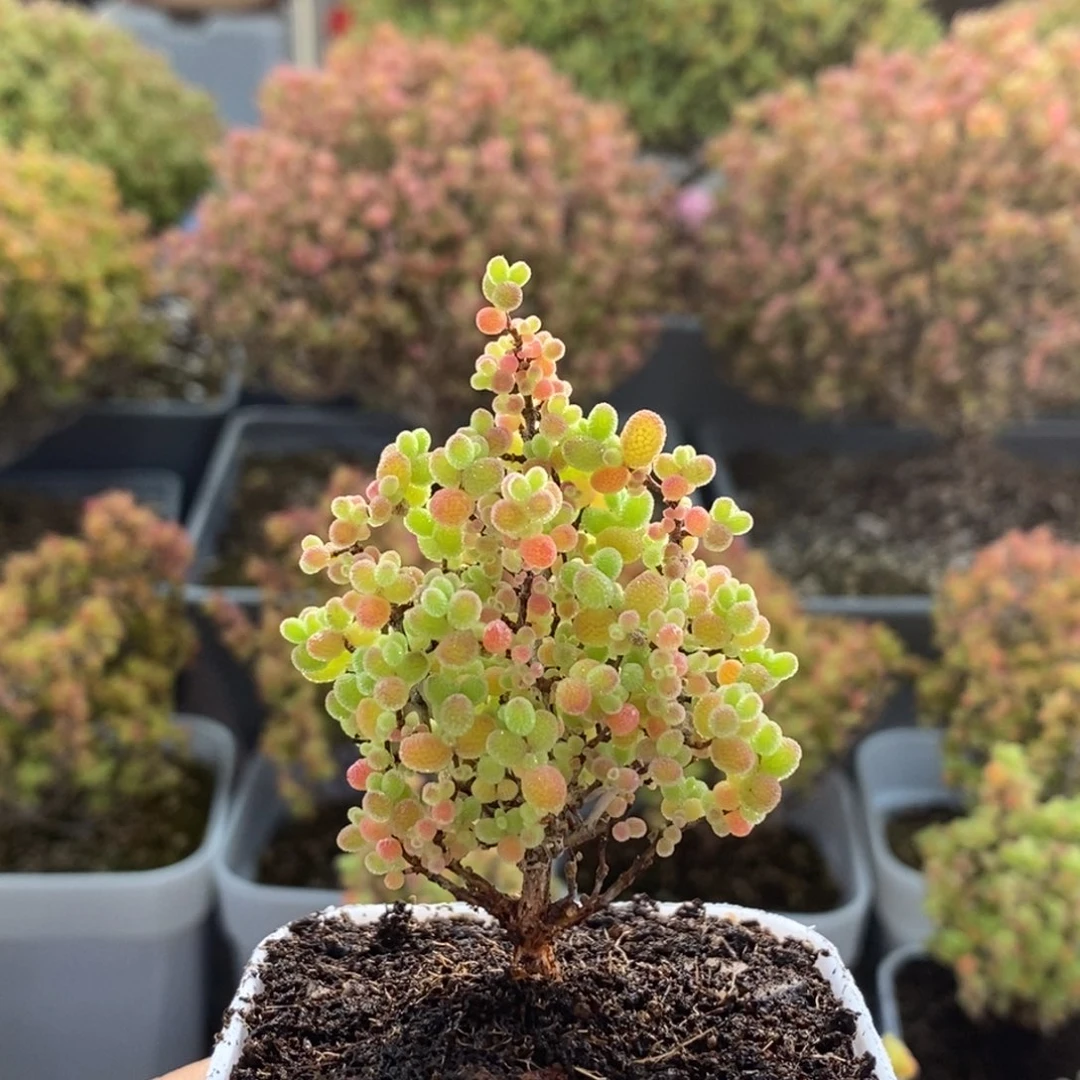 徐***。蜜橘糖球2772枝干番杏