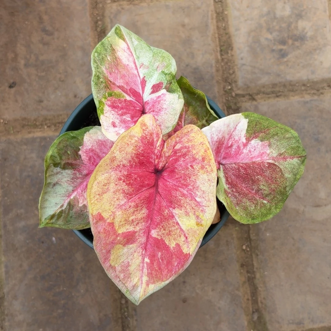 月亮光辉 11-1125