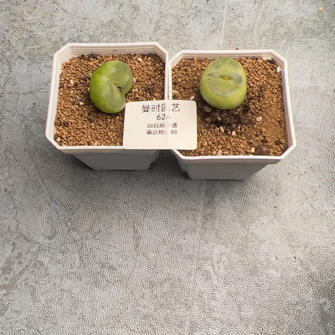 贤**觉2.20水晶鞋多肉植物626