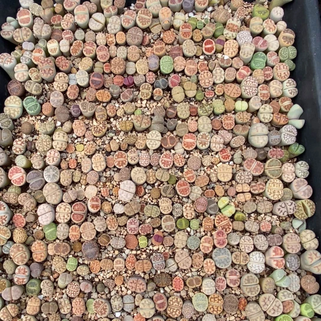 4105 直播间一物一拍