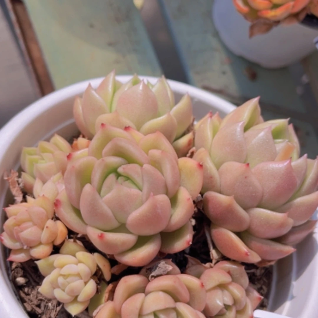 【闪购商品】白玫瑰06147