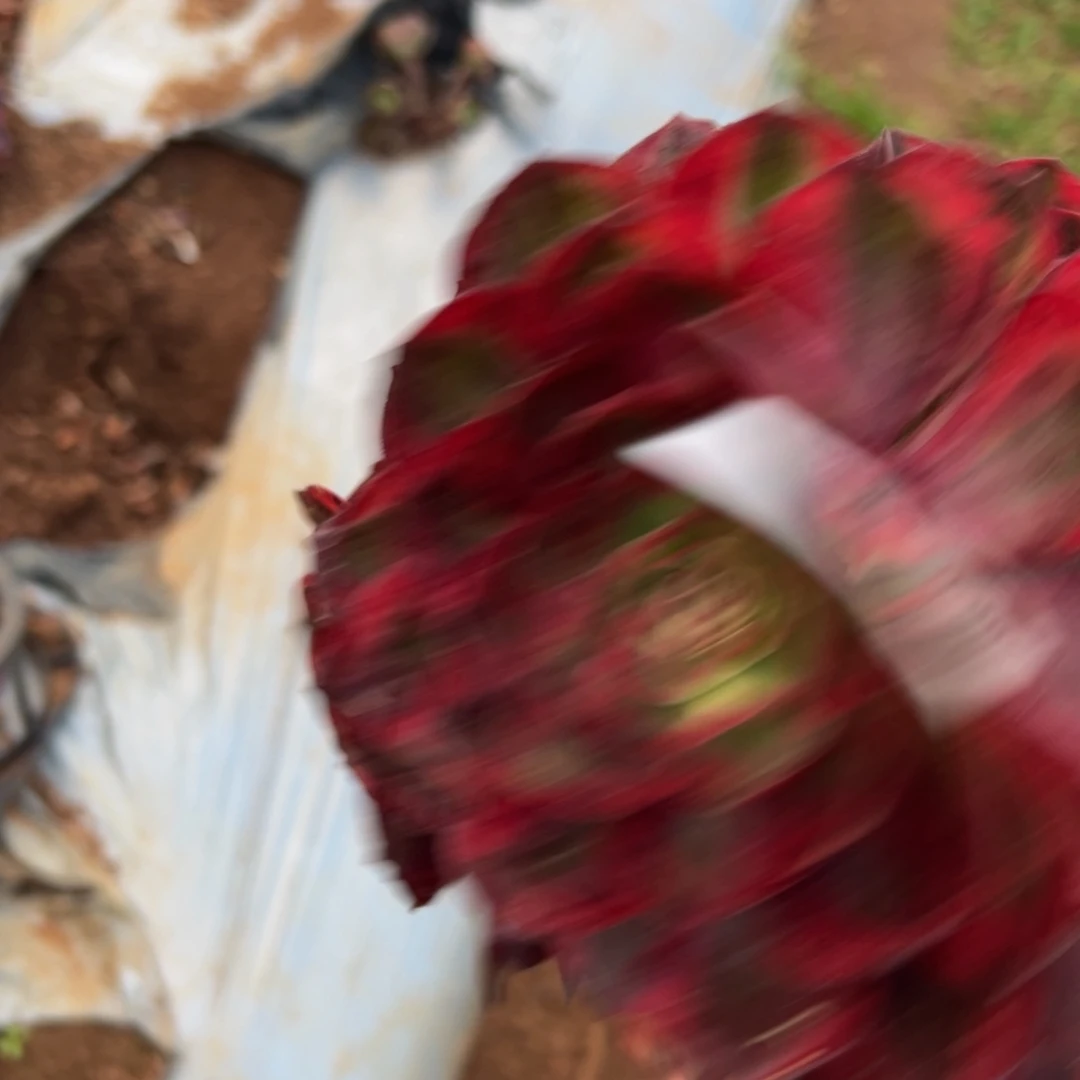 杨***姐多肉植物814赤子心有一个断枝