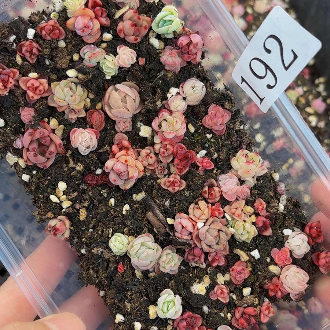 多肉植物多肉植物192