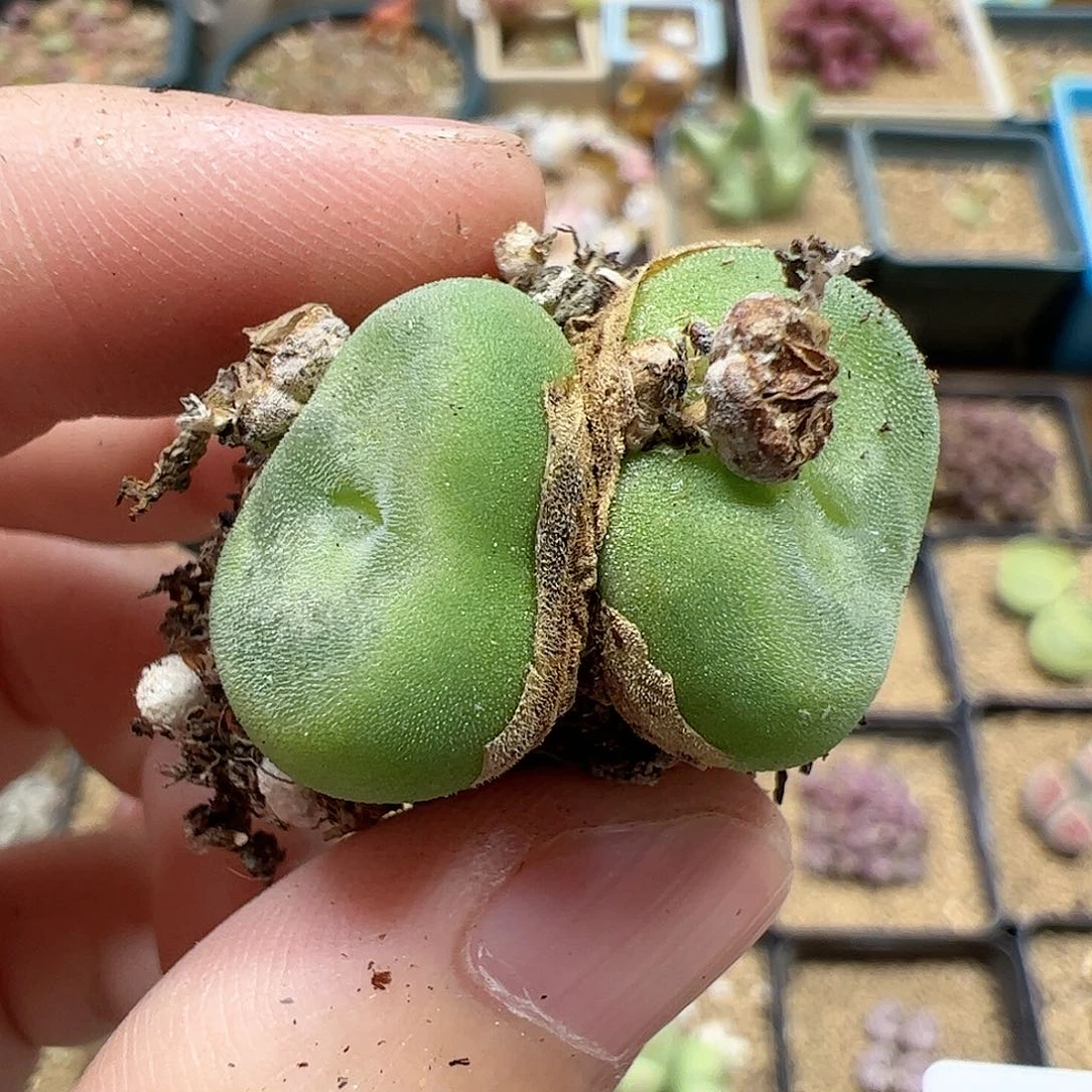 【闪购商品】149 水晶鞋