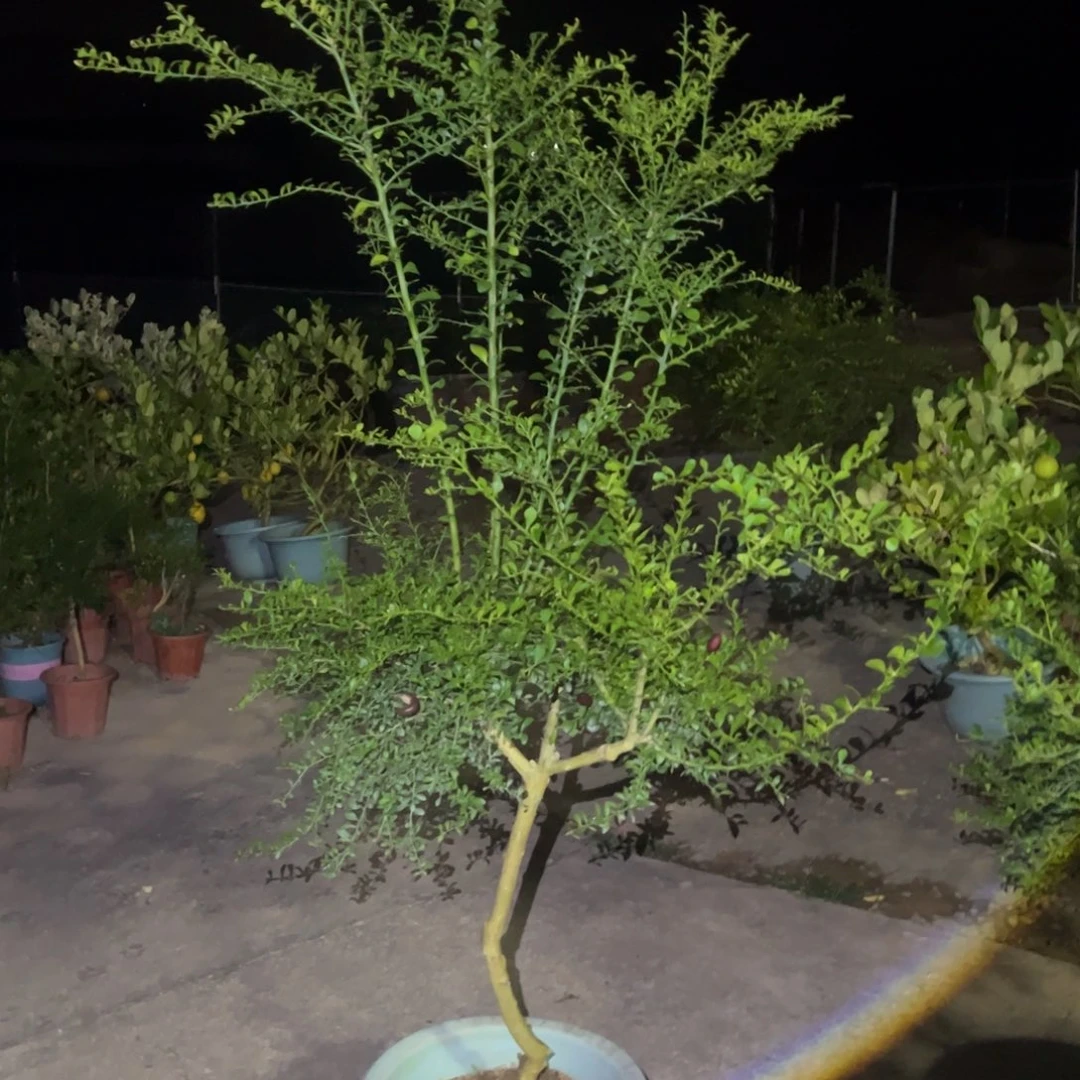 无花朵手指香槟粉红嫁接